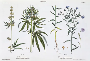 Cannabis e lino, da 